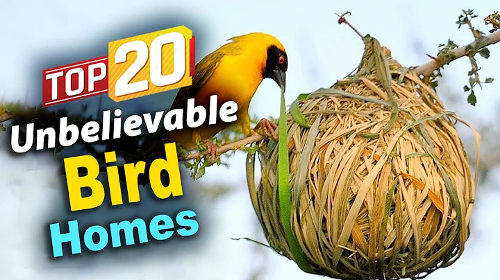 😱 You Won't Believe Your Eyes! 20 Epic Bird Nest Builds