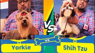 Yorkshire Terrier vs Shih Tzu Dog Breed  History, Behaviour and Grooming