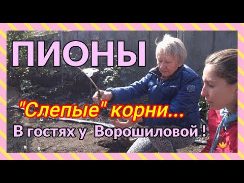 Разговор о слепых корнях. Октябрь 2019. / Сад Ворошиловой