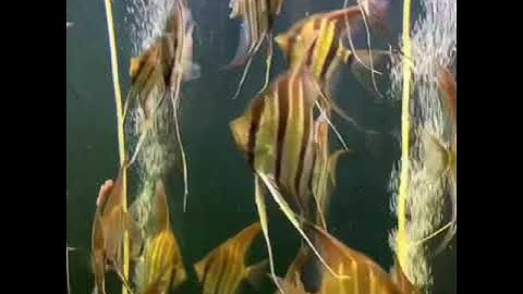 #altumangelfish, thần tiên ai cập