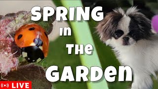 LIVE!🔴 Spring 2024 in the Garden during Storm Kathleen #spring #spring2024 #garden #live #ladybug