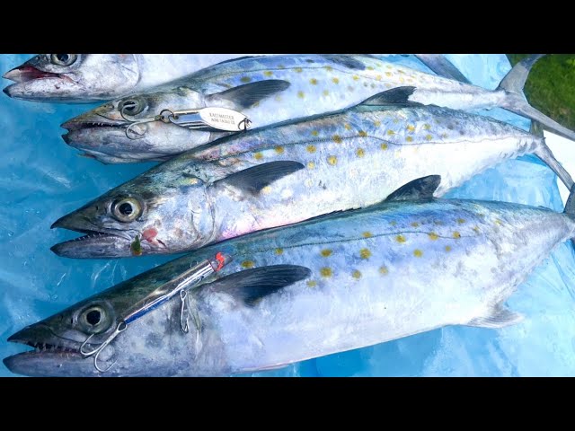 Pecks Lake Mack Attack!!  How to fish the Spanish Mackerel Run 