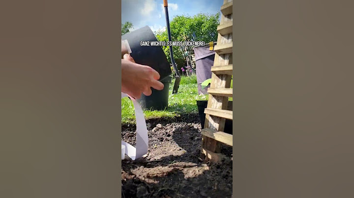 Gurken schneckensicher ins Freiland Pflanzen #garten #selbstversorger