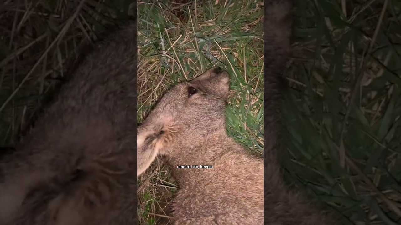 Kangaroo Stuck With Plastic On His Head