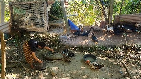 kuv tus niam tsev wb sawv ntxov mus pub qaib pub os