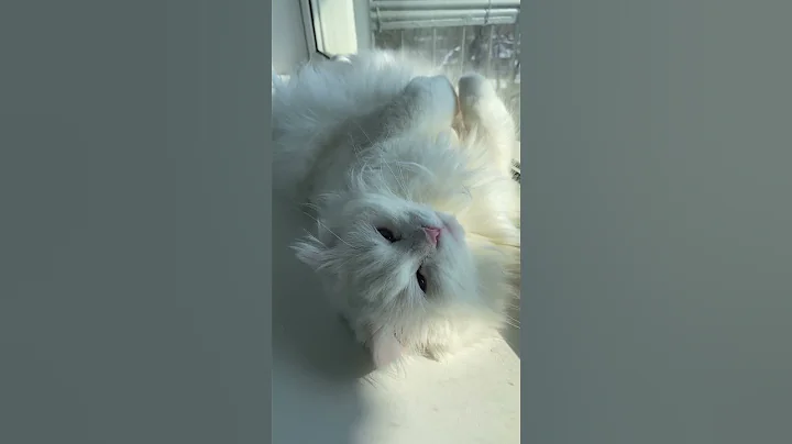 Watch the video about Rescued cat Sun Bathing…🛁☀️🐾
