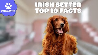 Irish Setter: The Energetic and Loyal Canine Companion