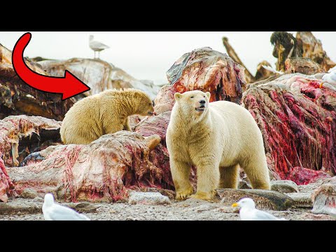 تصویری: نحوه ترسیم خرس قطبی