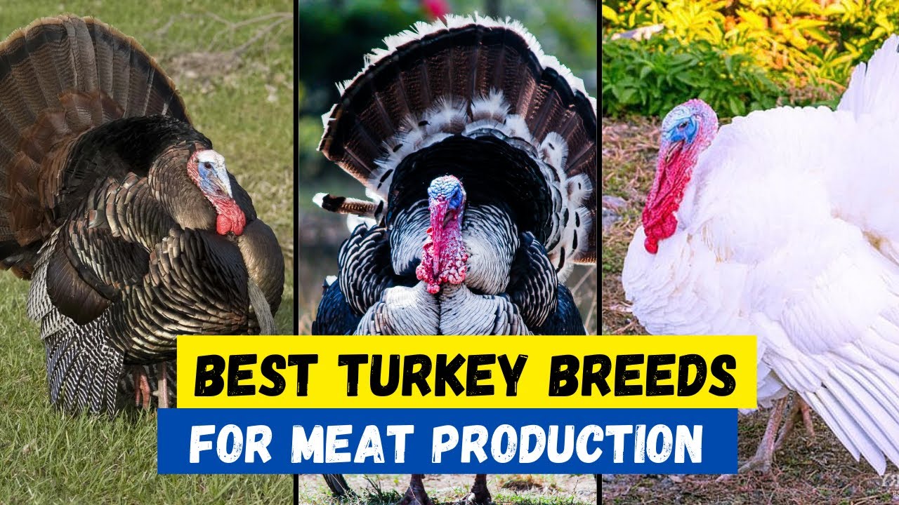 Top 10 Best Turkey Breeds For Meat YouTube top-10-best-turkey-breeds-for-meat-youtube