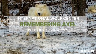 Remembering Axel the Beloved Ambassador Wolf