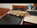 WANNA LAUGH like NEVER BEFORE? Watch this! - FUNNY DOG compilation