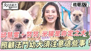 邱慧雯＋努努、米腸是命定之犬！照顧法鬥幼犬須注意這些事！ 女人我最大 20240207