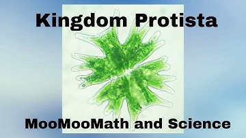 Kingdom Protista