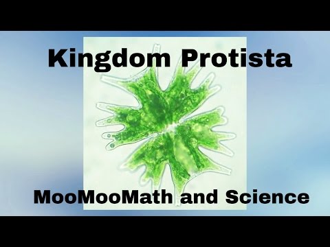 Kingdom Protista