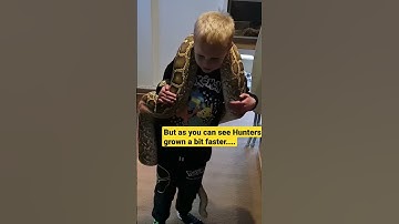 little boy struggles to hold giant python ! #shortsvideo #youtubeshorts #shorts #animals #pets