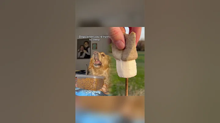 It’s like dogs wait until bedtime on purpose 🙄#dog #funnydogvideos #dogcomedy #tiktokuni #fypシ゚