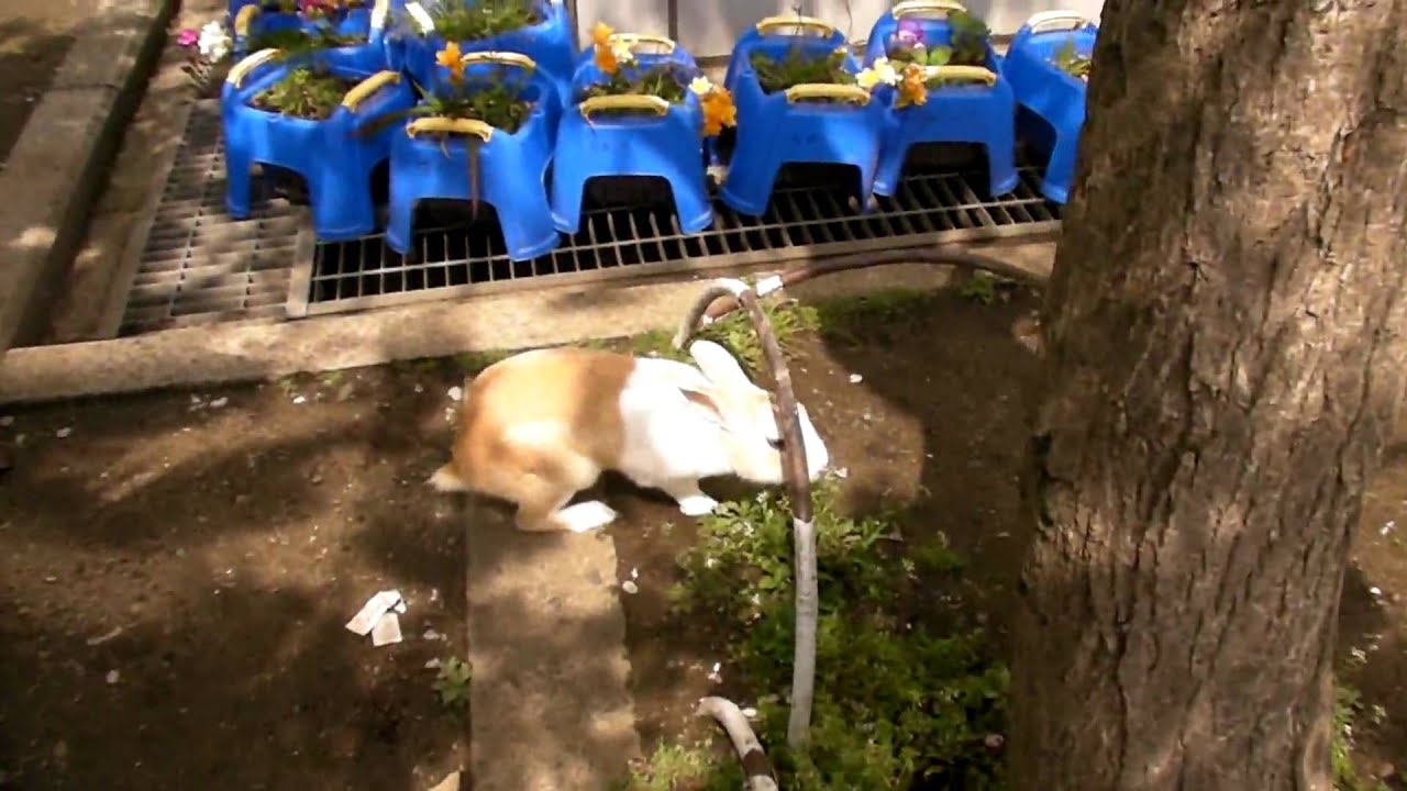 入学式で見つけたうさんぽ兎うさぎがカワイイかったので撮影 Lovely　Rabbit | MosoGourmet 妄想グルメ