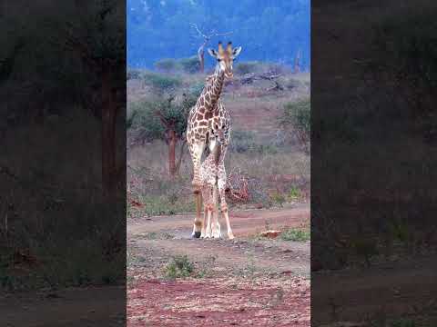 lion stalking giraffe #animals #wildlife #wildanimals #foryou #fyp