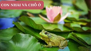 CÂU CHUYỆN NỘI TÂM: CON NHAI VÀ CHỖ Ở #chuyengiatamlytranthithuytrang