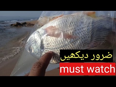must watch information about fish life