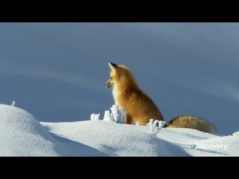 Video: Dhelpra Gëzon Jetë Të Lartë Në Kullën Më Të Lartë Të Britanisë