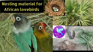 Nesting material for African lovebirds/nesting habit in tamil/VRR birds farm (Coimbatore )