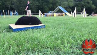 1 Year Old Mountain dog/Poodle Mix, Scout! Before and After Off Leash K9 Training screenshot 4