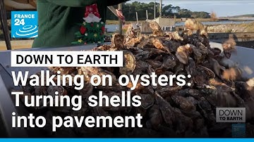 From trash to fine dining: The French startup recycling oysters into porcelain • FRANCE 24 English
