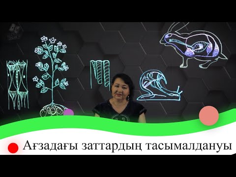 Бейне: Симпластикалық кезінде судың жасушааралық қозғалысы өтеді?