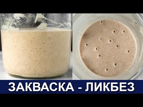 Видео: Как да приучаваме шотландско коте към гърне: практически съвети и трикове