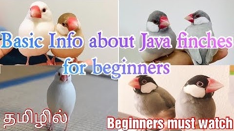 Basic information about Java finches for beginners in tamil | Information about Java finch breeding