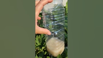 Dùng rượu gạo pha với đường làm bẫy bắt ruồi,muỗi, bướm, bò hông