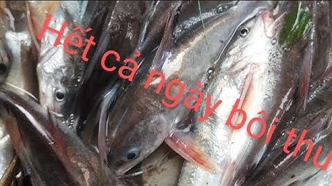 mồi tép câu cá 🎣🎣🎣🎣🎣út siêu nhạy.. câu cá út miền tây sông nước