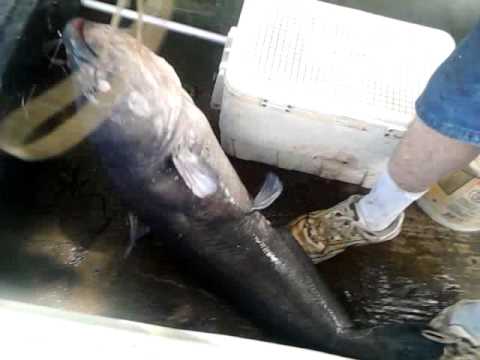 Fishing for bullhead catfish and bream on Toledo Bend from YouTube · High Definition · Duration: 11 minutes 35 seconds · 4,000+ views · uploaded on 10/4/2013 · uploaded by M. Hood Fishing Fishing for bullhead catfish and bream on Toledo Bend from YouTube · High Definition · Duration: 11 minutes 35 seconds · 4,000+ views · uploaded on 10/4/2013 · uploaded by M. Hood Fishing