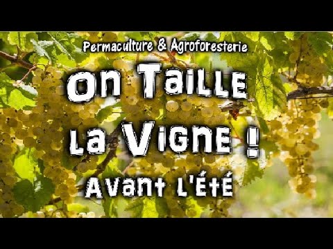 Vidéo: Comment éclaircir les raisins dans le jardin potager