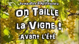 TAILLE D'ÉTÉ ou EN VERT DES VIGNES ! DU 🍇 RAISINS 🍇 AU JARDIN POTAGER EN PERMACULTURE :D