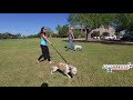 Dog Training AZ blue heeler mix Dog Training AZ blue heeler mix