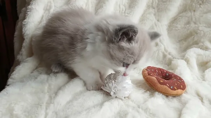 Video 3003321: lynx mink, lynx kitten, lynx bicolor, lynx female, kitten adorable home, home cattery