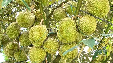 Bón phân gì để giúp sầu riêng lên cơm nhanh, tăng độ ngọt giai đoạn trái trên 130 ngày?