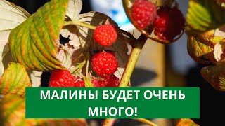 КРУПНЫЙ УРОЖАЙ МАЛИНЫ ГАРАНТИРОВАН. Готовить малину к зиме только так!