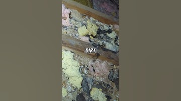 Thinking of DIY attic insulation removal? Think again! 🚫🏠