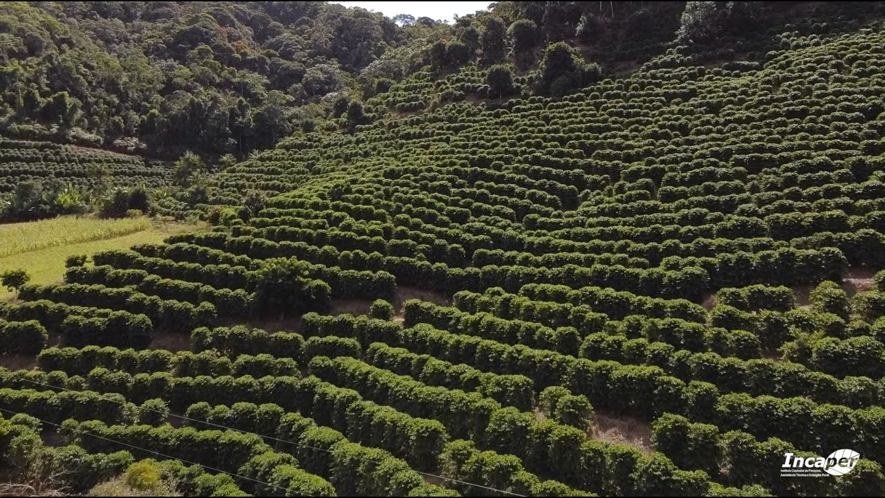 Novas cultivares de café arábica são indicadas para plantio no estado do  Espírito Santo - Portal Embrapa