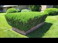 Trimming Overgrown Shrubs For My Church [ODDLY SATISFYING]