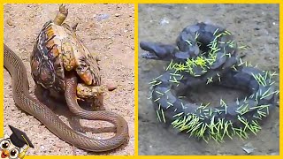 10 Razy gdy węże zadarły z niewłaściwym przeciwnikiem