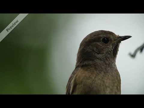 مشهد عصفور صباح الخير جاهز للمونتاج مقطع للتصميم الصباح ورد فديوهات للمونتاج قرآن كريم بدون حقوق