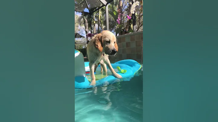 Sophie swimming