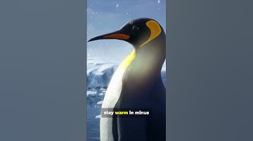 Did someone say Emperor penguins?