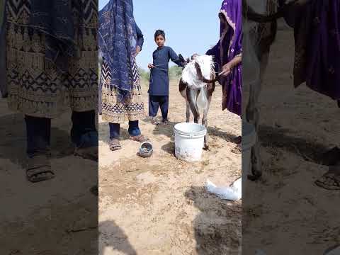 إنها أنثى حمار من الصحراء هل هناك أي شيء متبقي في الجوبارا وراءها