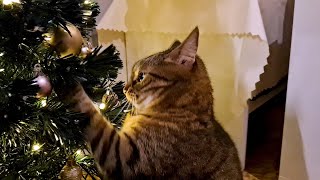 Cat And Christmas Decorations