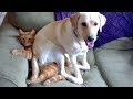 TRY NOT TO ROLL ON THE FLOOR LAUGHING - Funny ANIMAL compilation